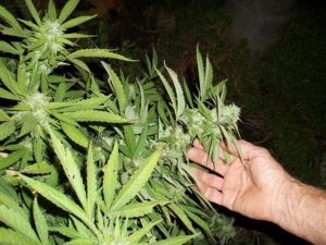 cannabis cultivation lawyer