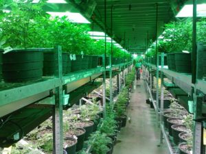 marijuana growing in san diego